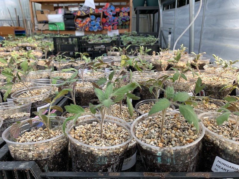 Early March tomato seedlings for the 2025 plant sale
