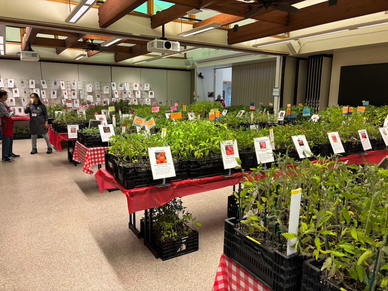 Early March tomato seedlings for the 2025 plant sale