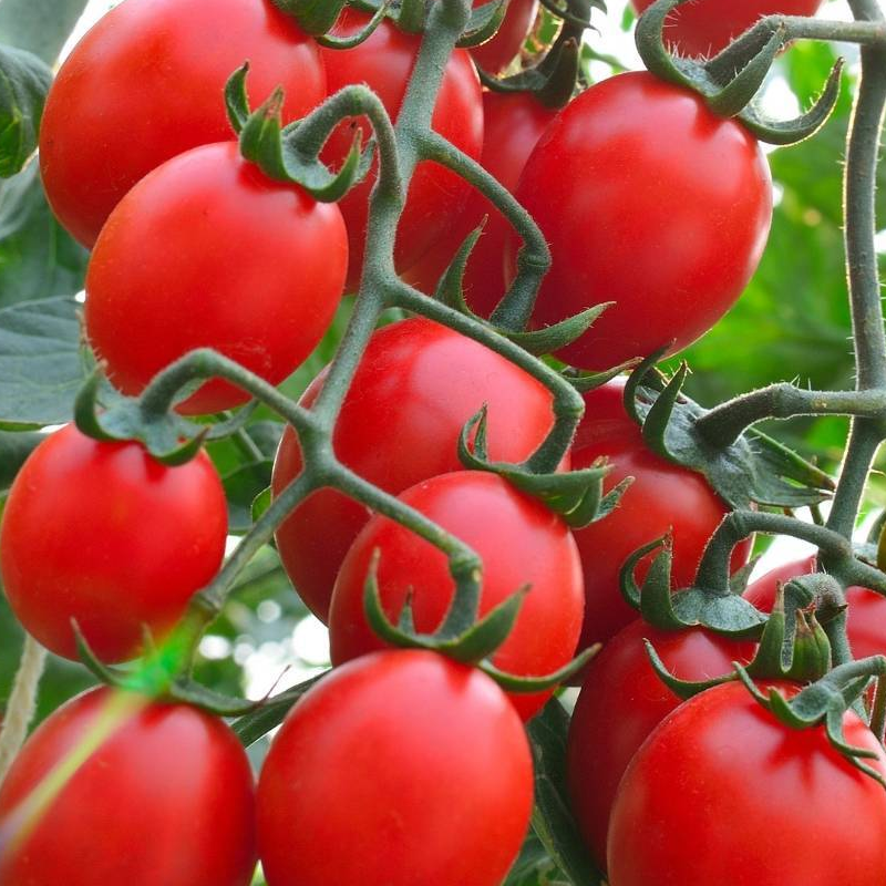tomatoes on vine