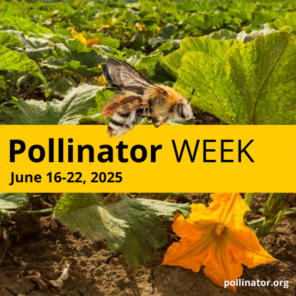 National Pollinator Week Logo