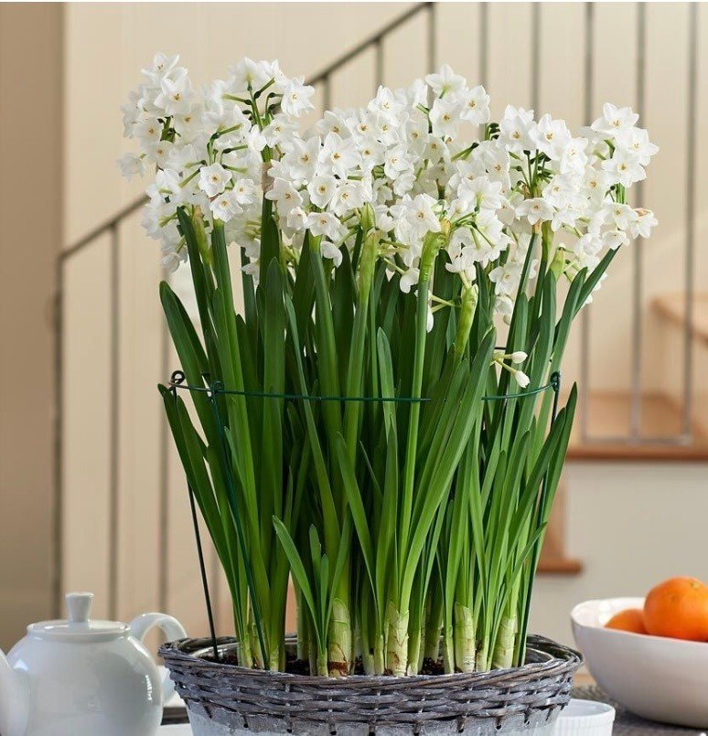 Paperwhites in bowl
